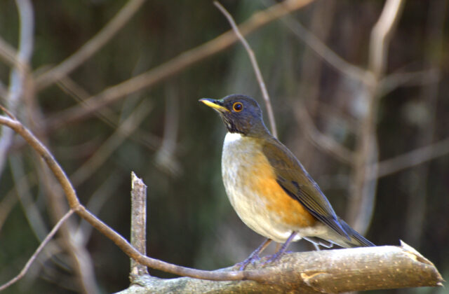 Rusty-flanked Thrush
