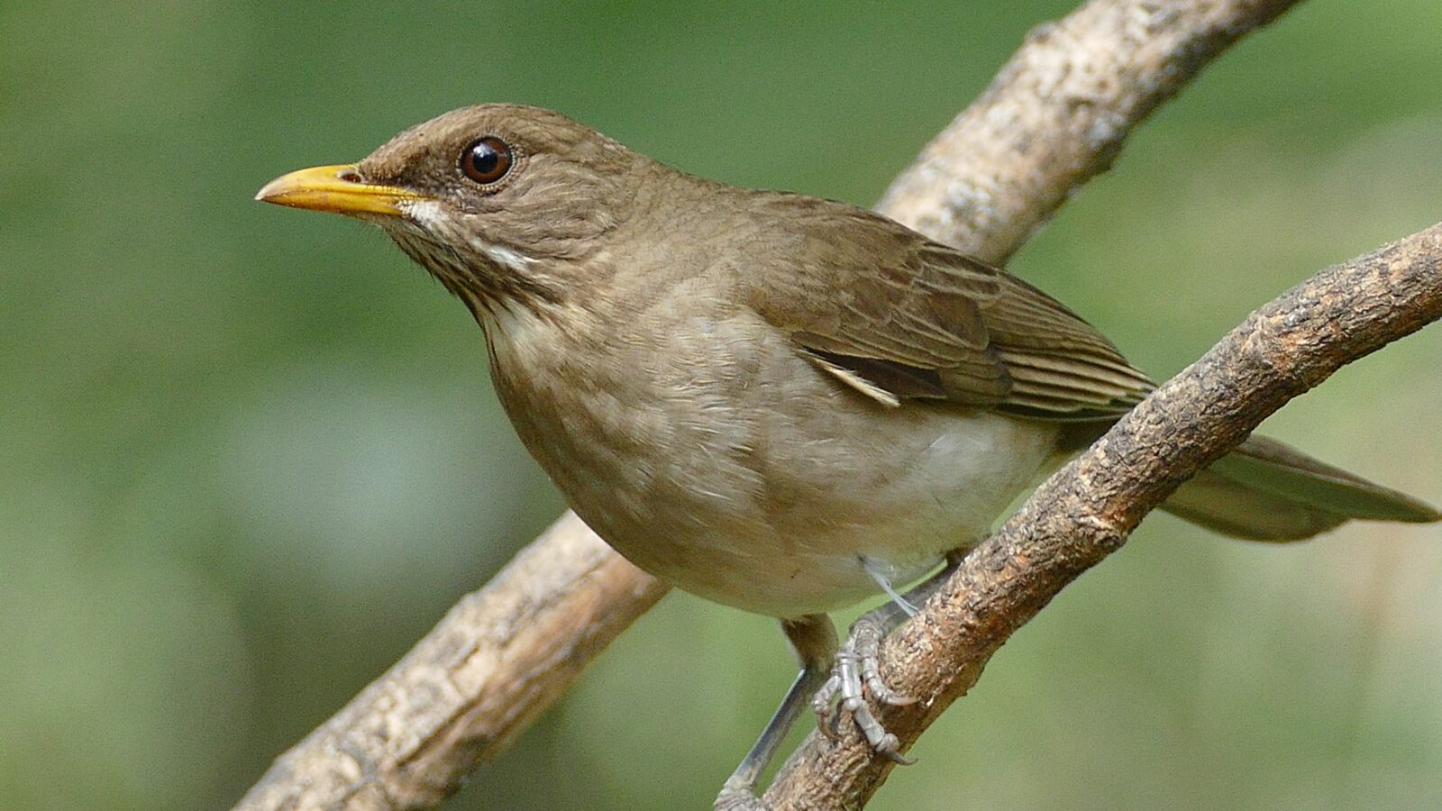 Creamy-bellied Thrush