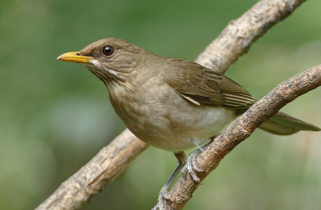 Creamy-bellied Thrush
