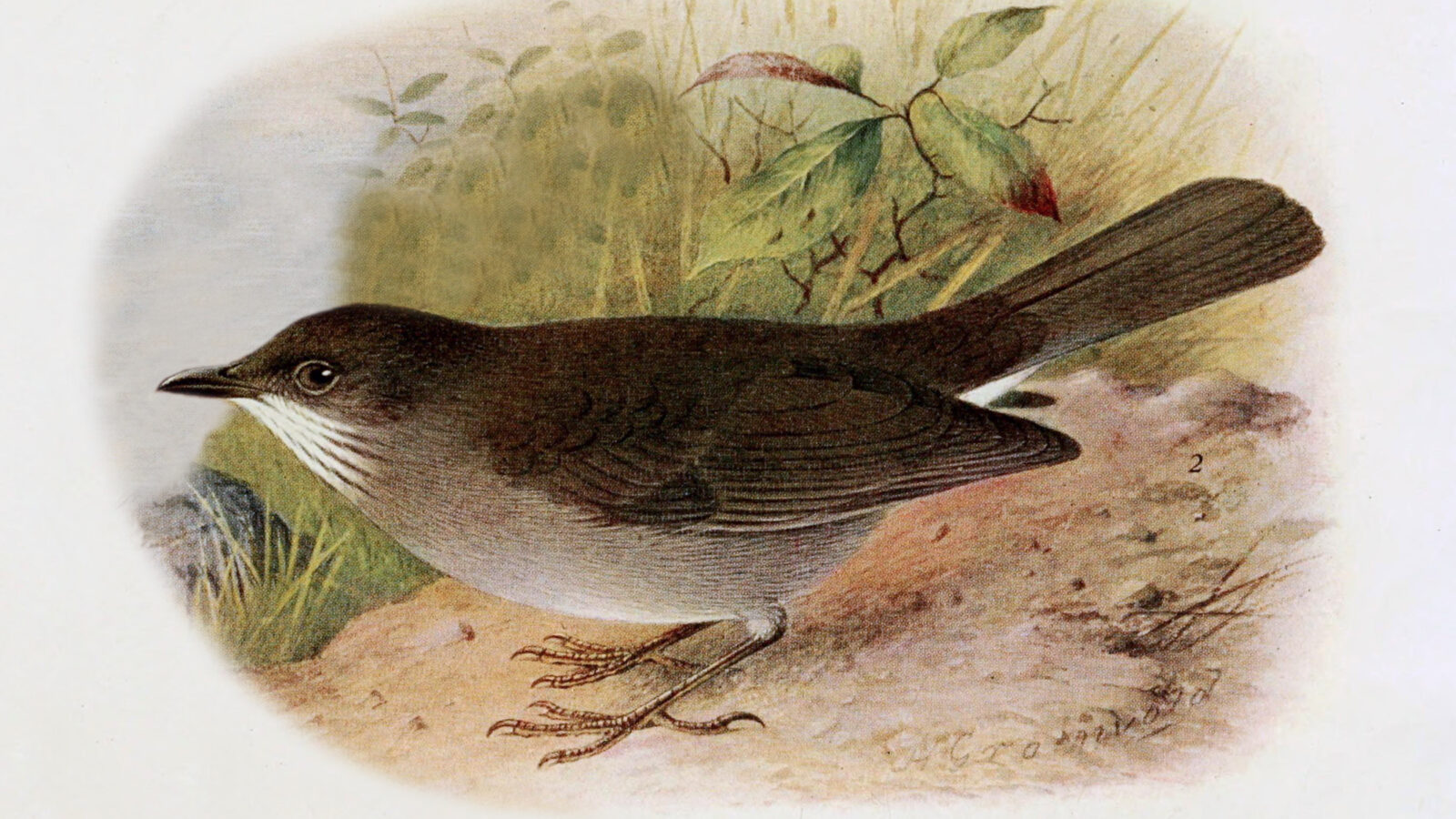 Campina Thrush