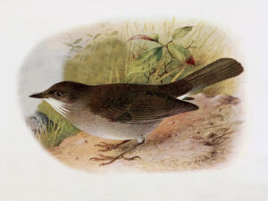 Campina Thrush