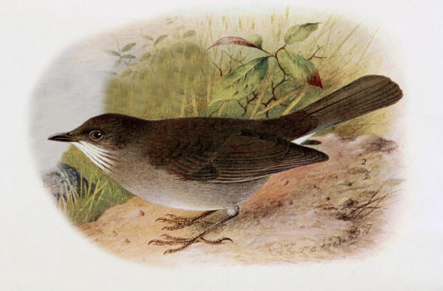 Campina Thrush