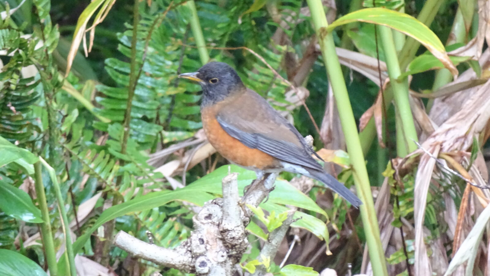 Izu Thrush