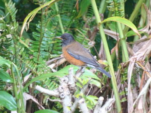 Izu Thrush