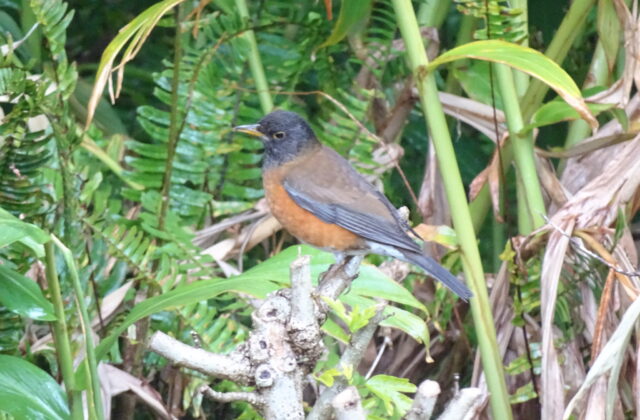 Izu Thrush