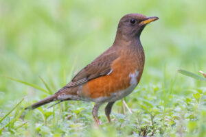 Brown-headed Thrush