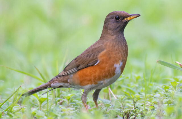 Brown-headed Thrush