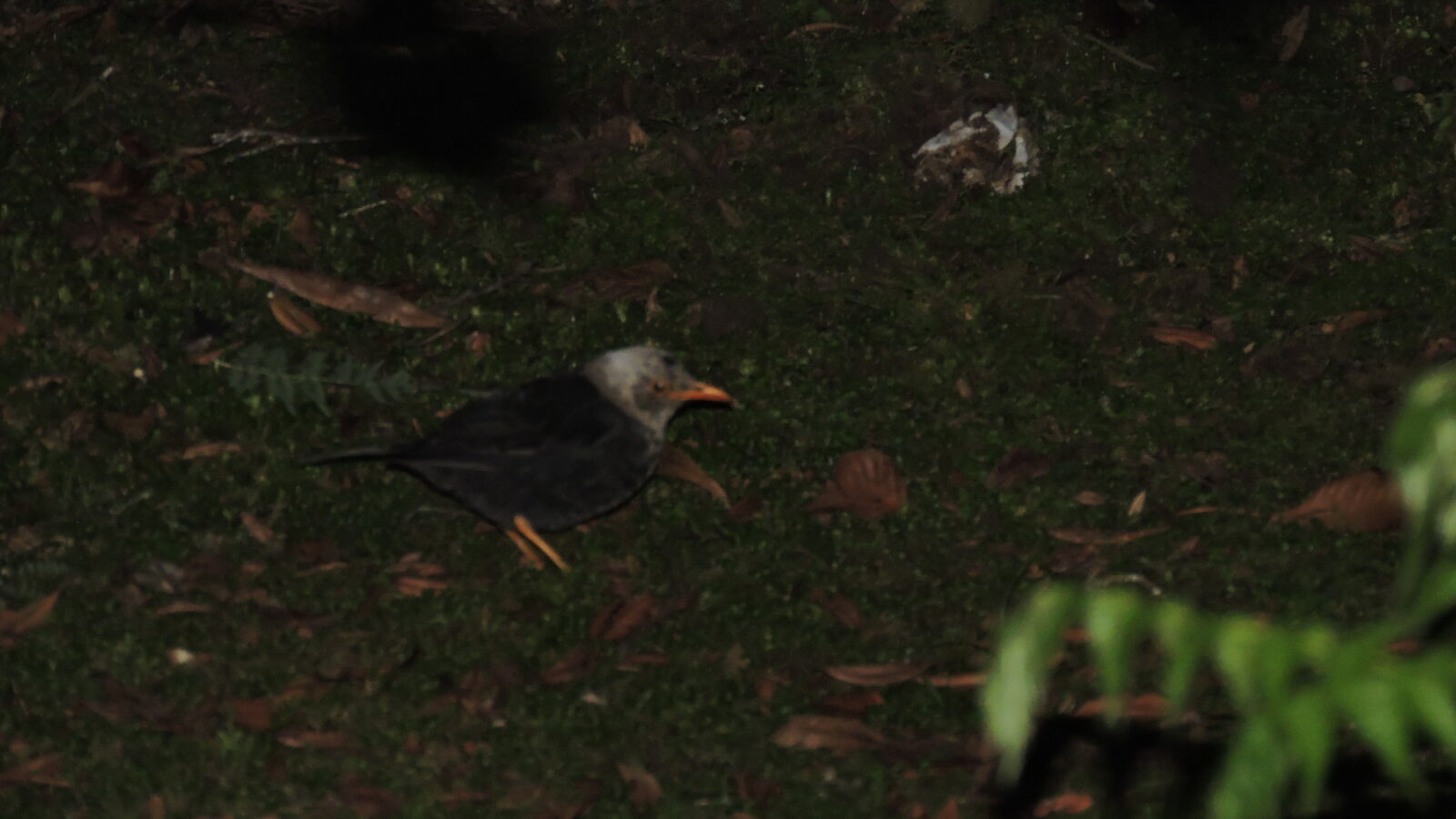 Moluccan Island Thrush