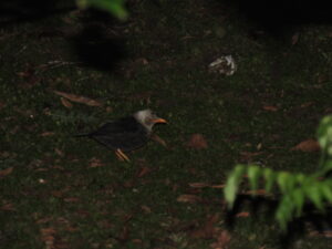 Moluccan Island Thrush
