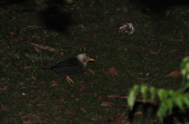 Moluccan Island Thrush