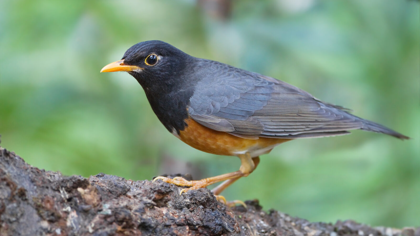 Black-breasted Thrush