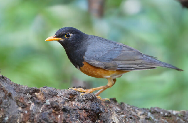 Black-breasted Thrush