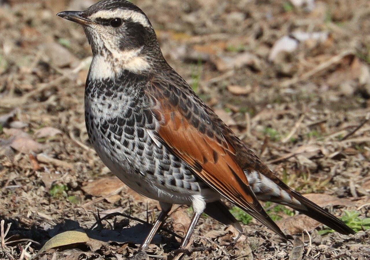 Dusky Thrush