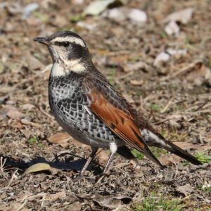 Dusky Thrush