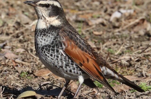 Dusky Thrush