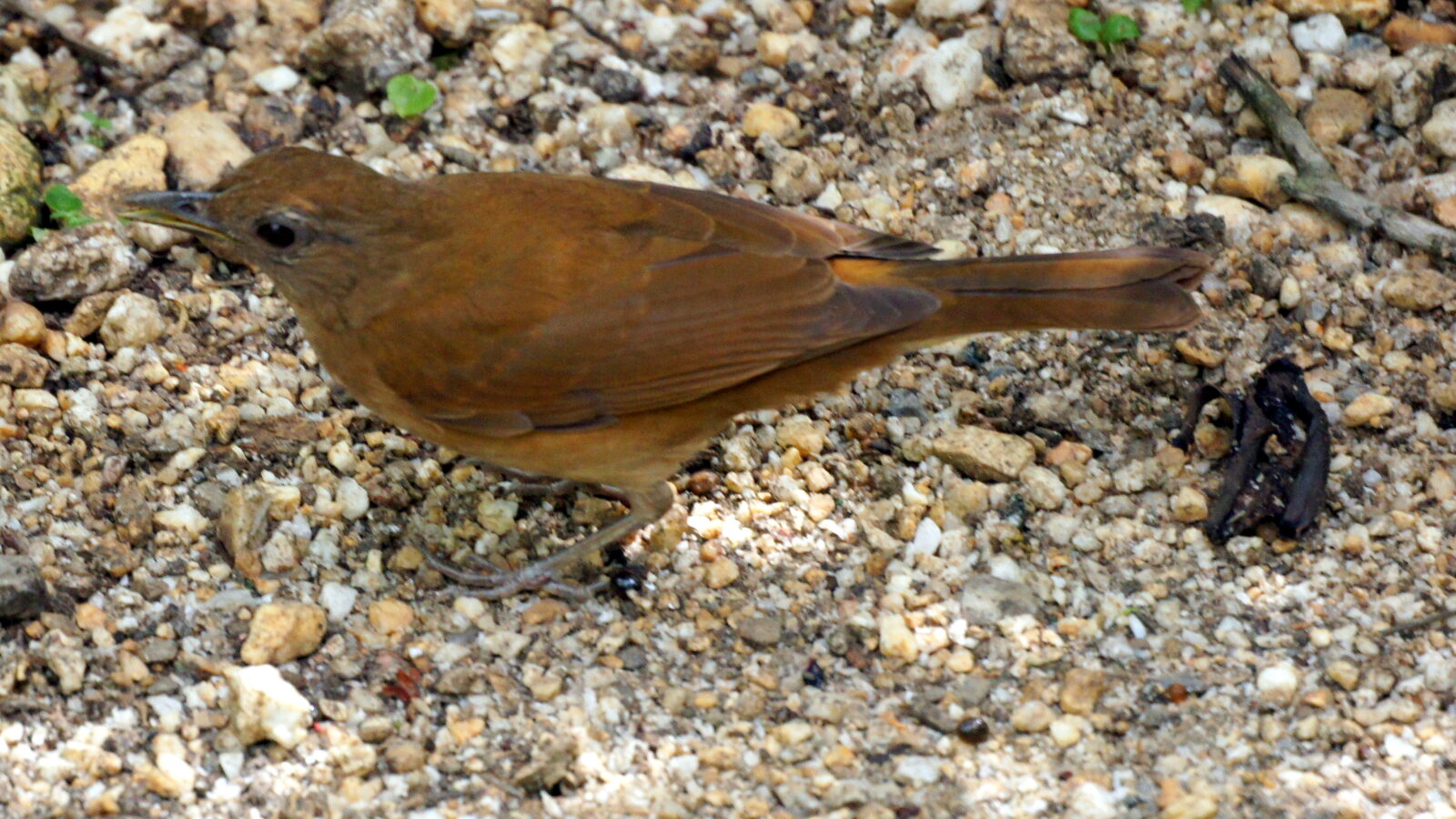 Cocoa Thrush