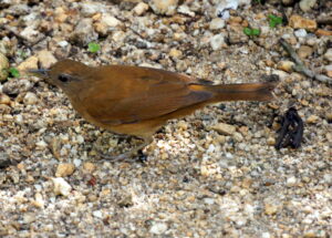 Cocoa Thrush