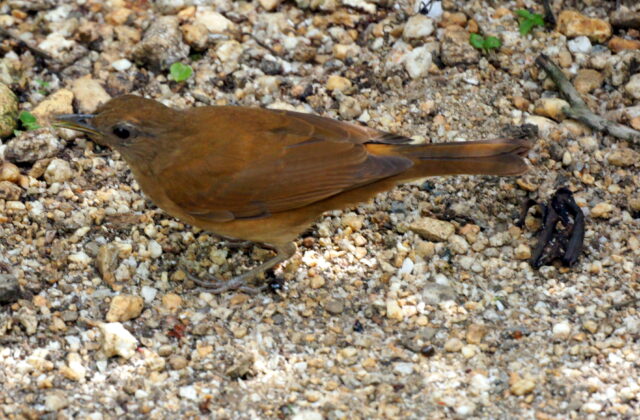 Cocoa Thrush