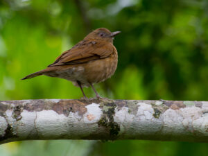 Hauxwell’s Thrush