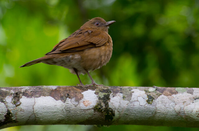 Hauxwell’s Thrush