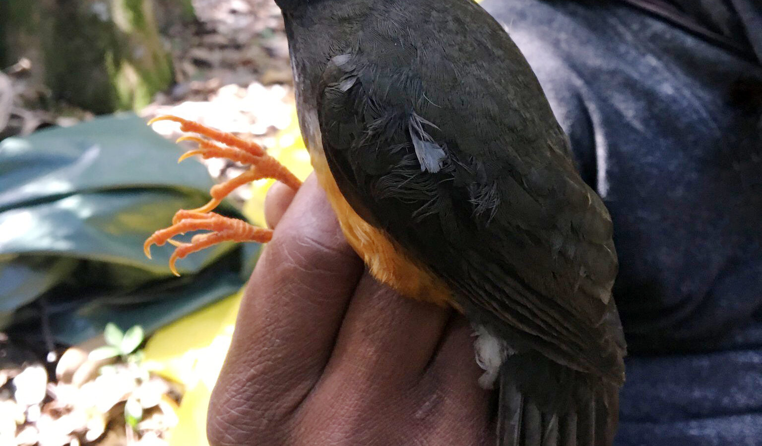 Taita Thrush