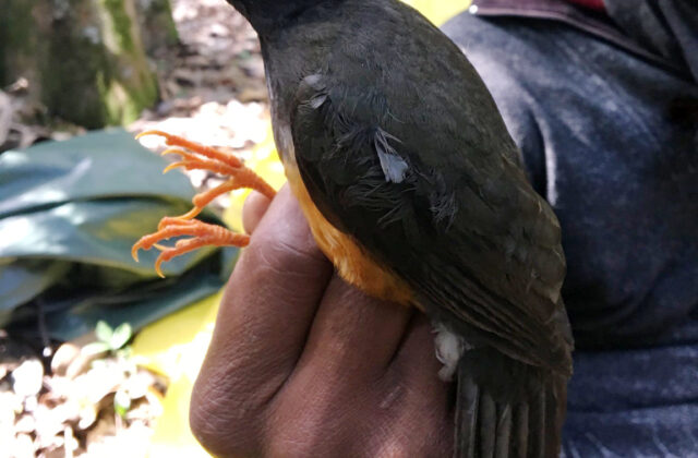 Taita Thrush