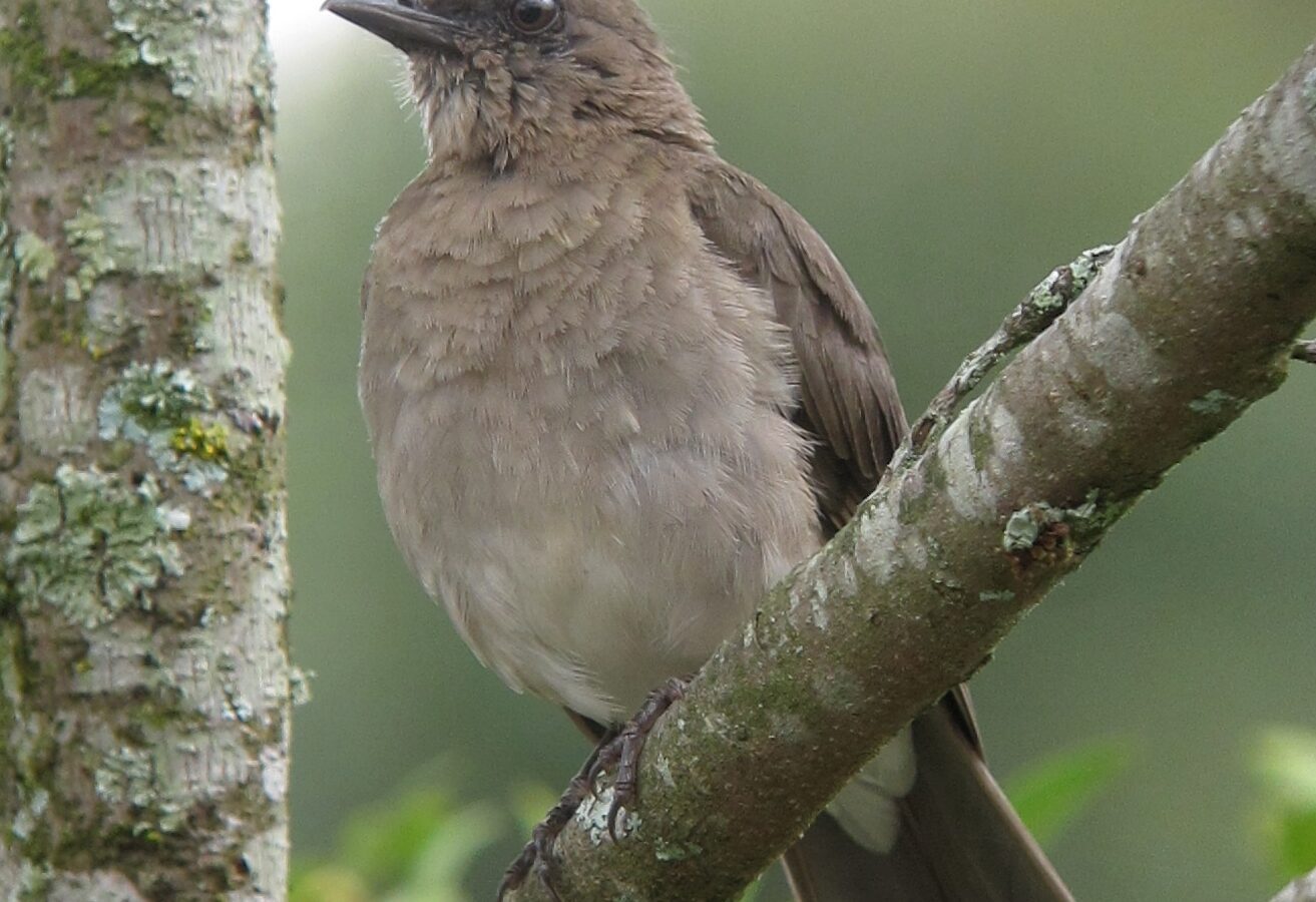 Black-billed Thrush