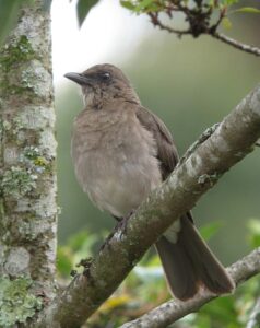 Black-billed Thrush