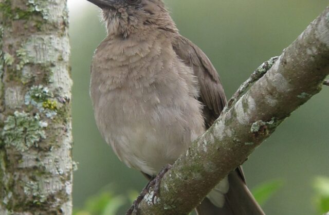 Black-billed Thrush