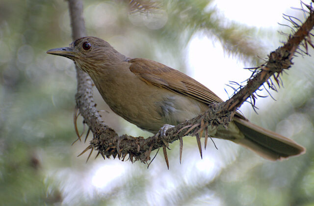 Pale-breasted Thrush