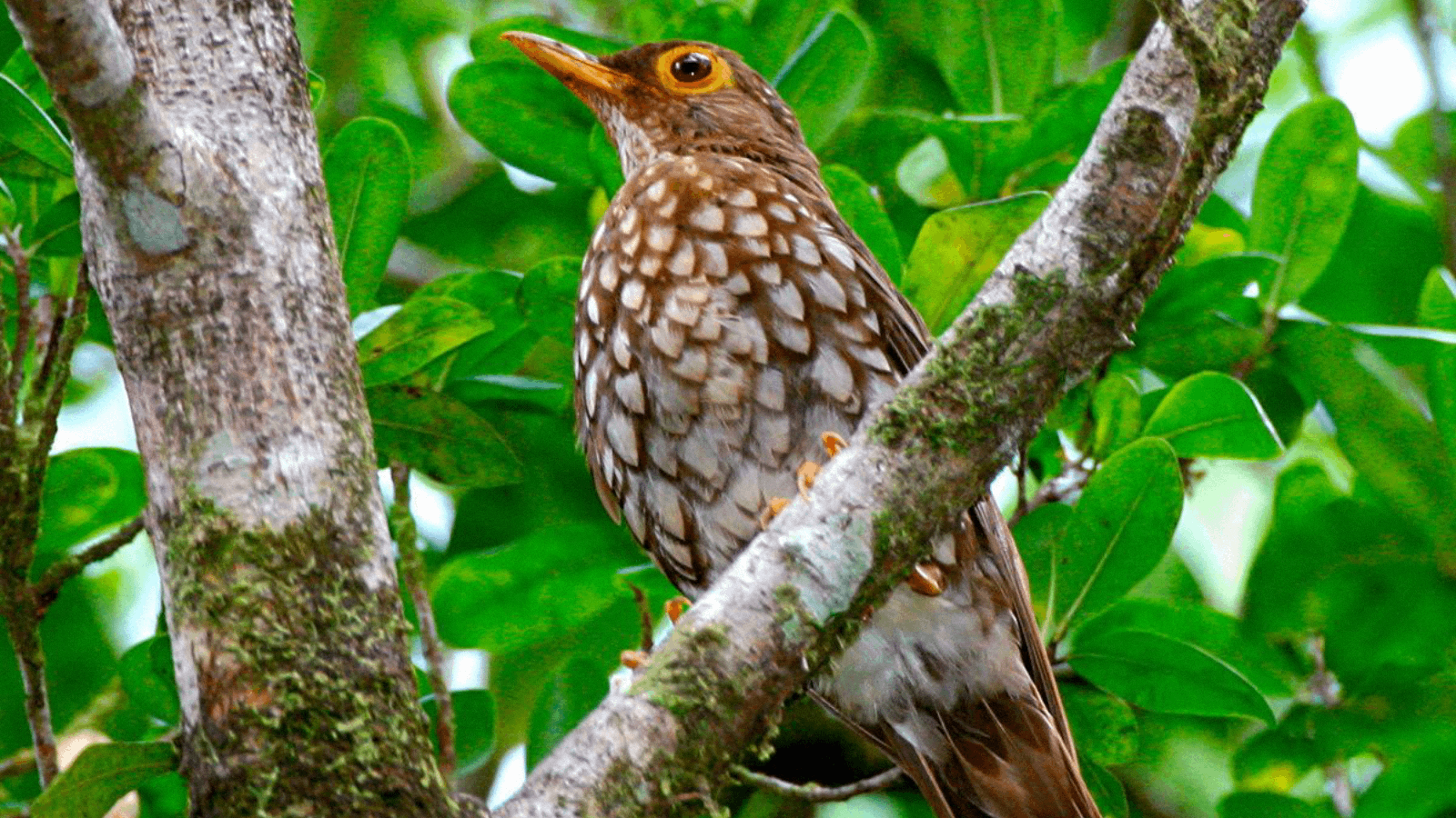 Forest Thrush