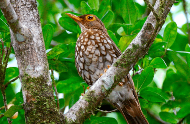 Forest Thrush