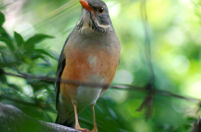 Kurrichane Thrush