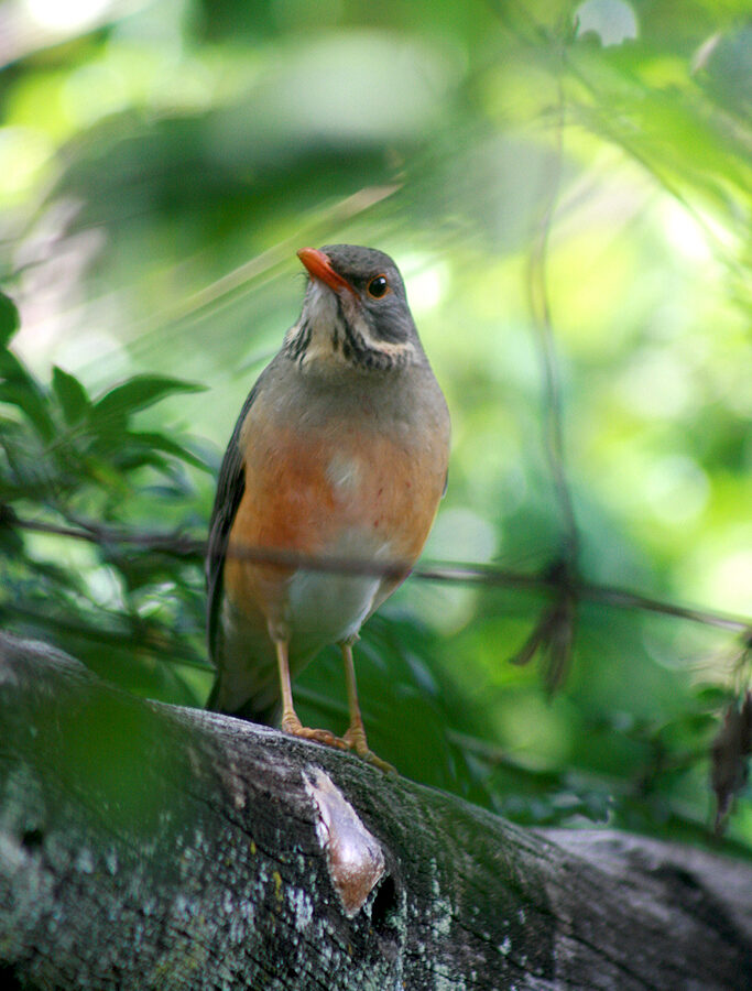 Kurrichane Thrush
