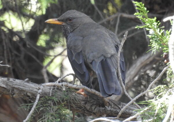Yemen Thrush