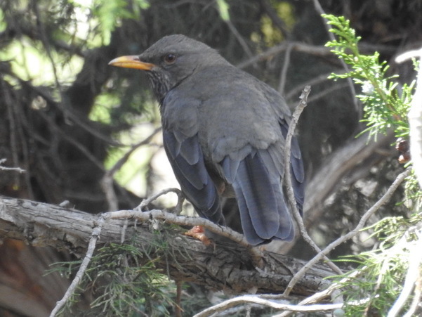 Yemen Thrush
