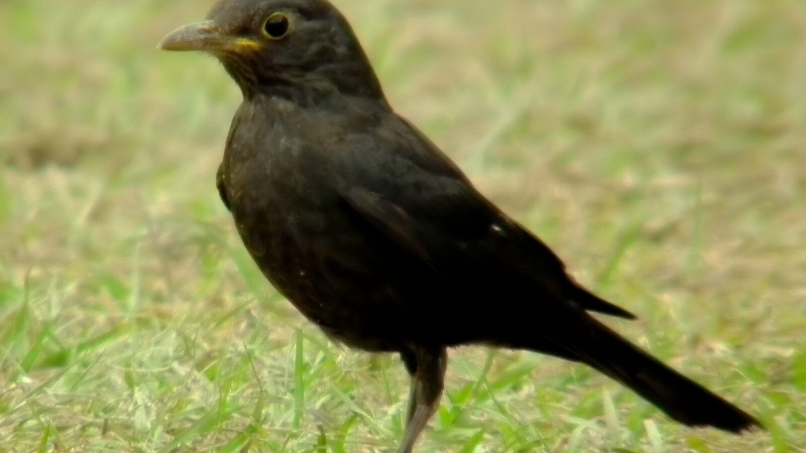 Chinese Blackbird