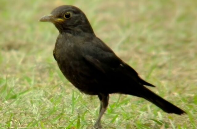 Chinese Blackbird