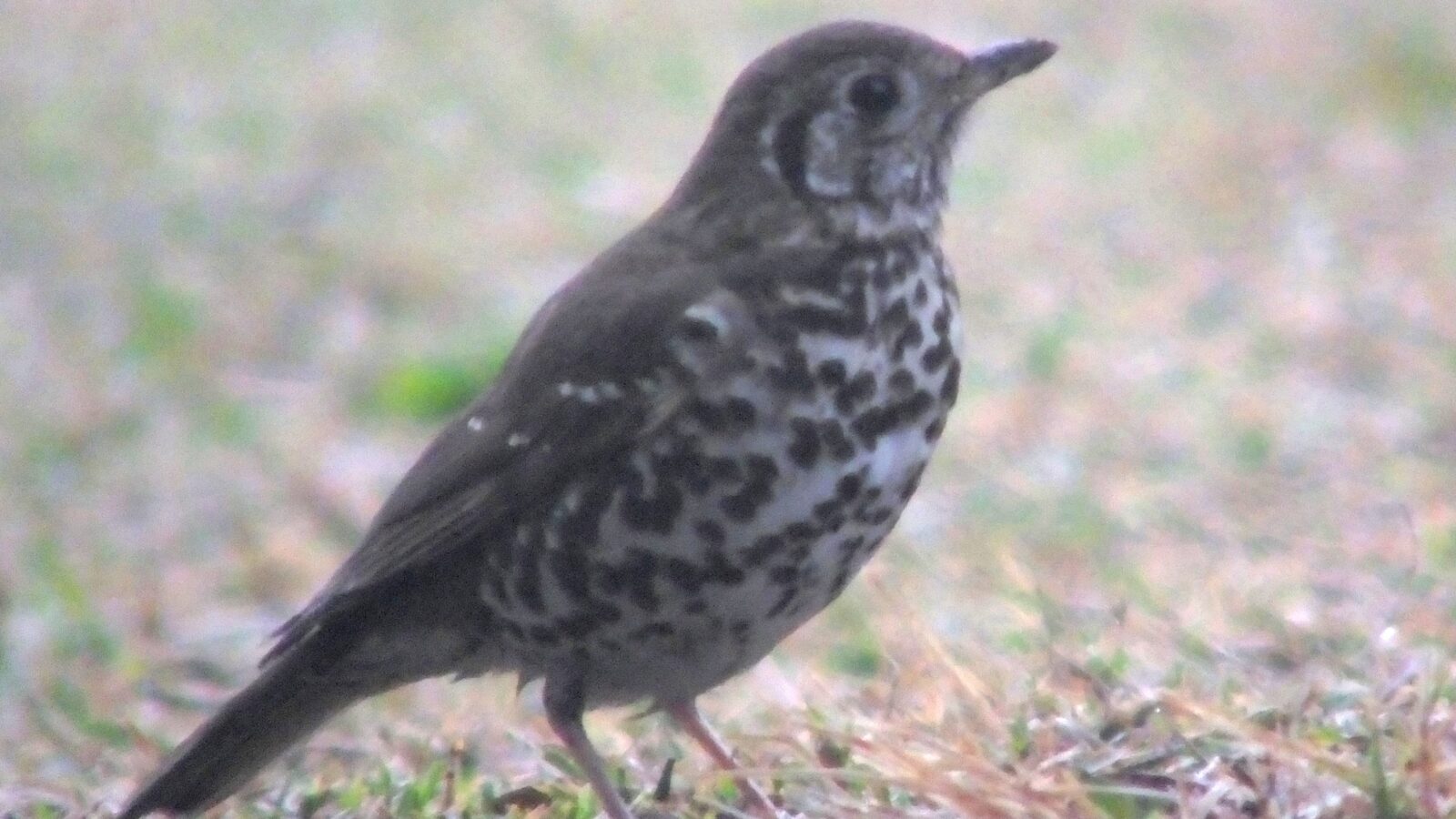 Chinese Thrush