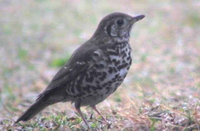 Chinese Thrush