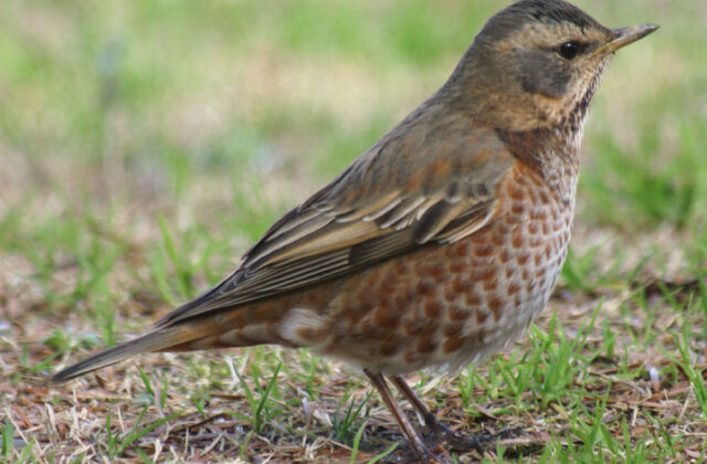 Naumann’s Thrush