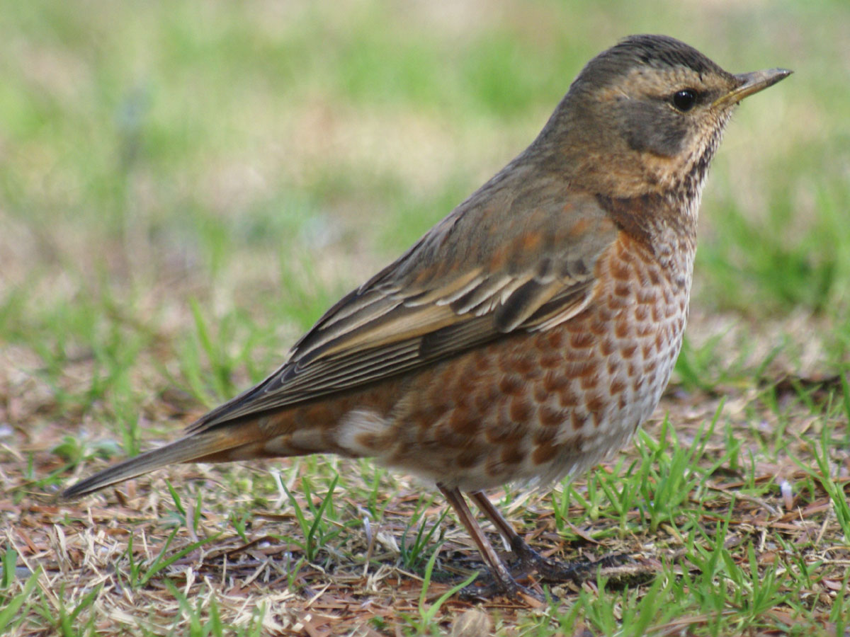 Naumann’s Thrush