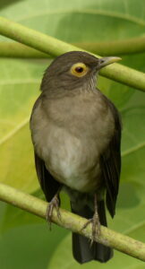 Spectacled Thrush