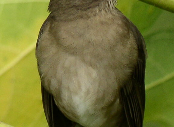 Spectacled Thrush