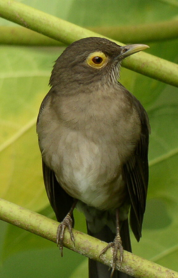 Spectacled Thrush
