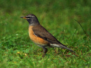 Eyebrowed Thrush
