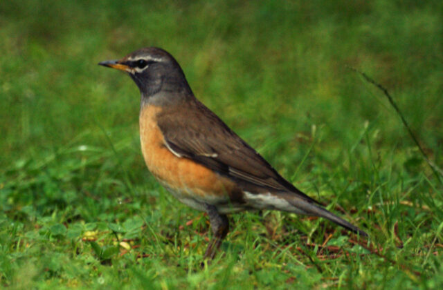 Eyebrowed Thrush