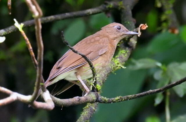 Pale-vented Thrush