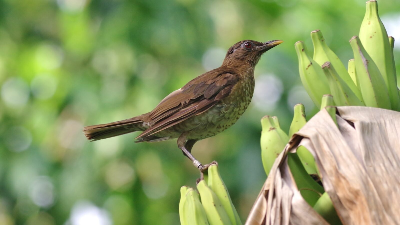 Sao Tome Thrush