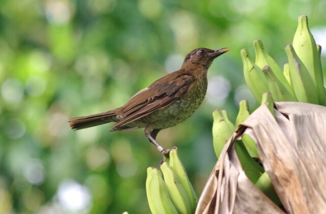 Sao Tome Thrush